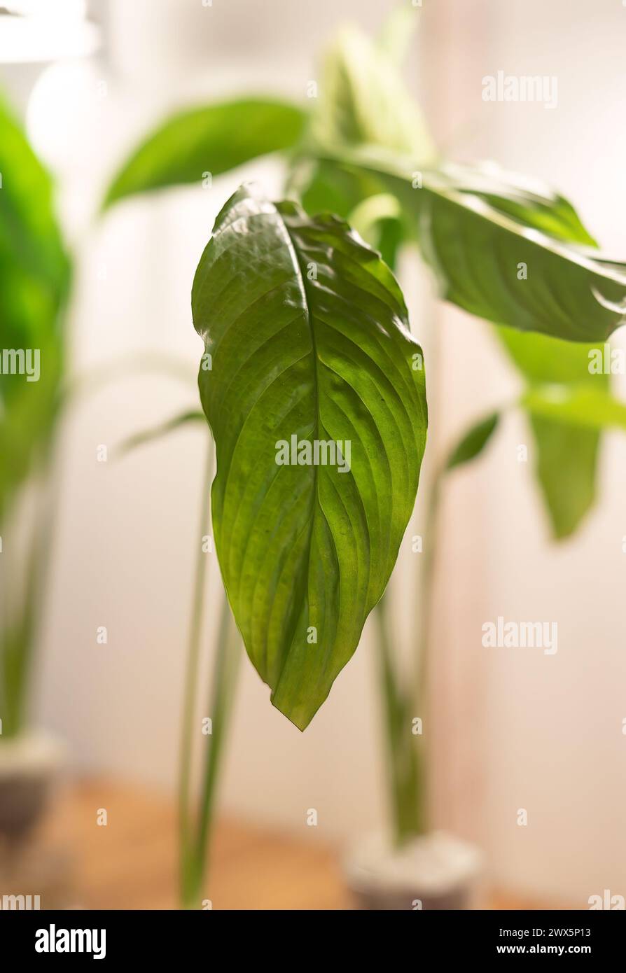 Spathiphyllum cochlearispathum comunemente chiamato giglio della pace che cresce in acqua nel vetro Foto Stock