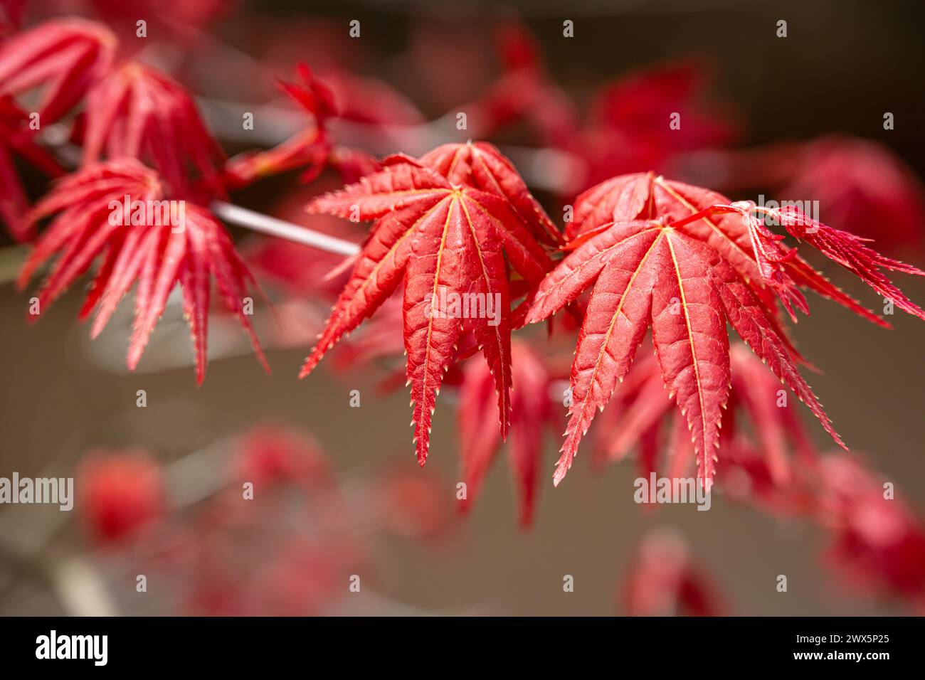 Foglie d'acero rosso giapponese all'inizio della primavera all'Atlanta Botanical Garden di Midtown Atlanta, Georgia. (USA) Foto Stock