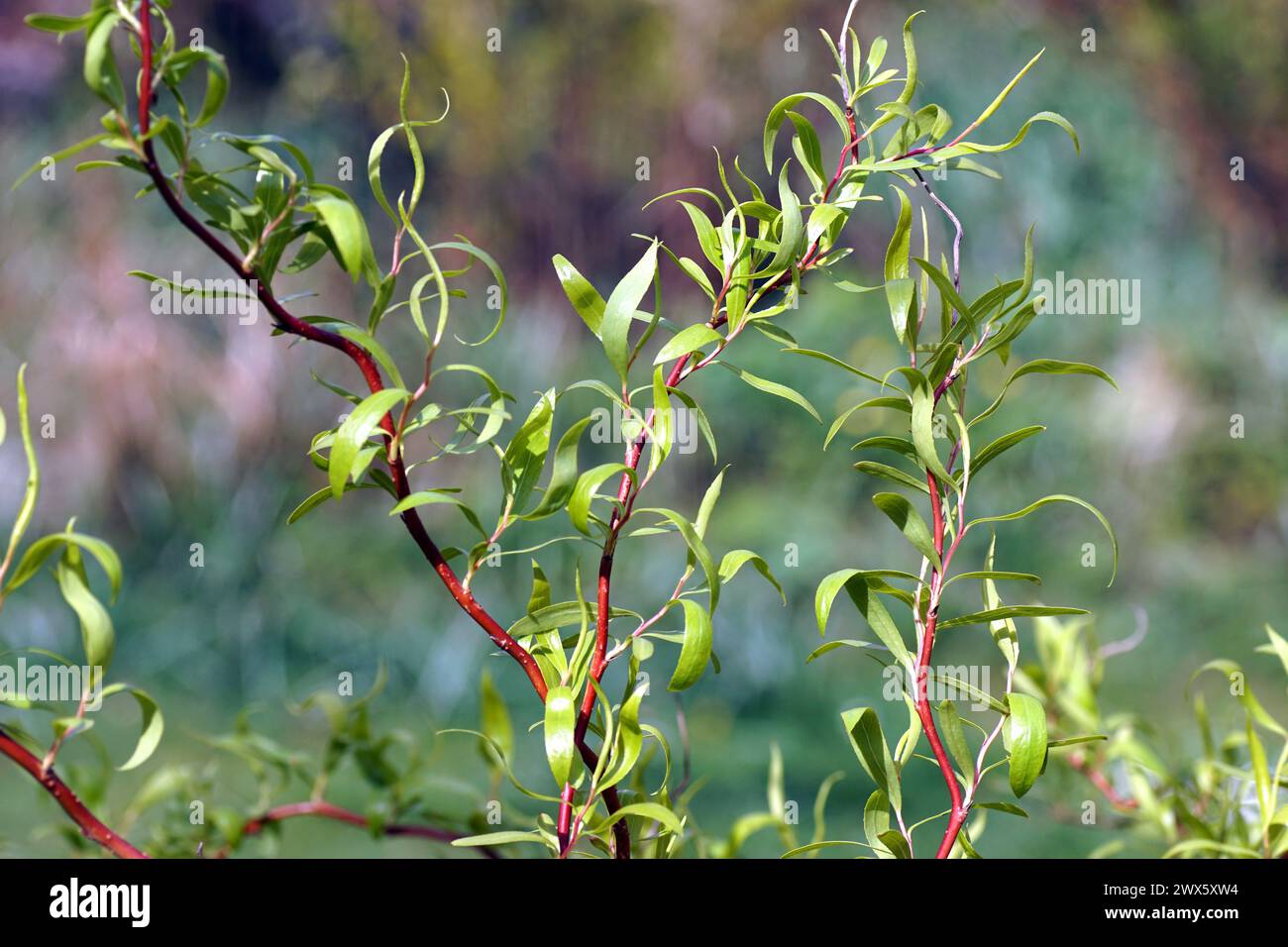 Primo piano di ramoscelli tortuosi con foglie appena germogliate di salice cavatappi (Salix matsudana "tortuosa"). Primavera, marzo, Paesi Bassi. Foto Stock