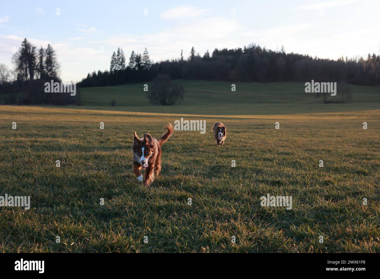 Due cani corrono in un campo Foto Stock