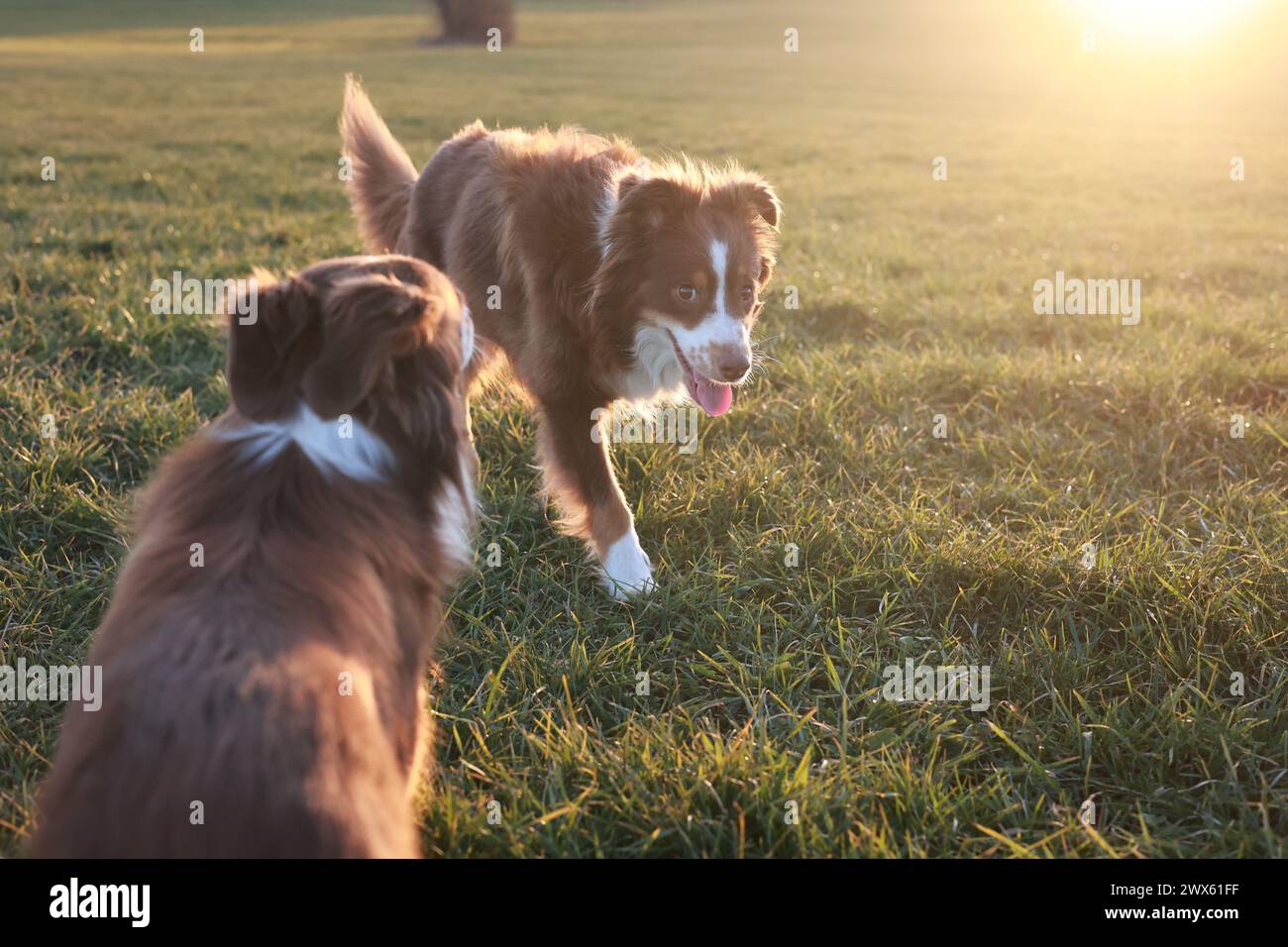 Due cani giocano in un campo erboso Foto Stock