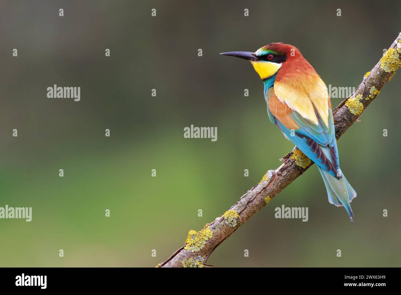 Mangiatore di api europeo seduto su un bastone. Una scena incredibile che cattura i colori vivaci e le caratteristiche eleganti del mangiatore di api europeo arroccato con grazia Foto Stock