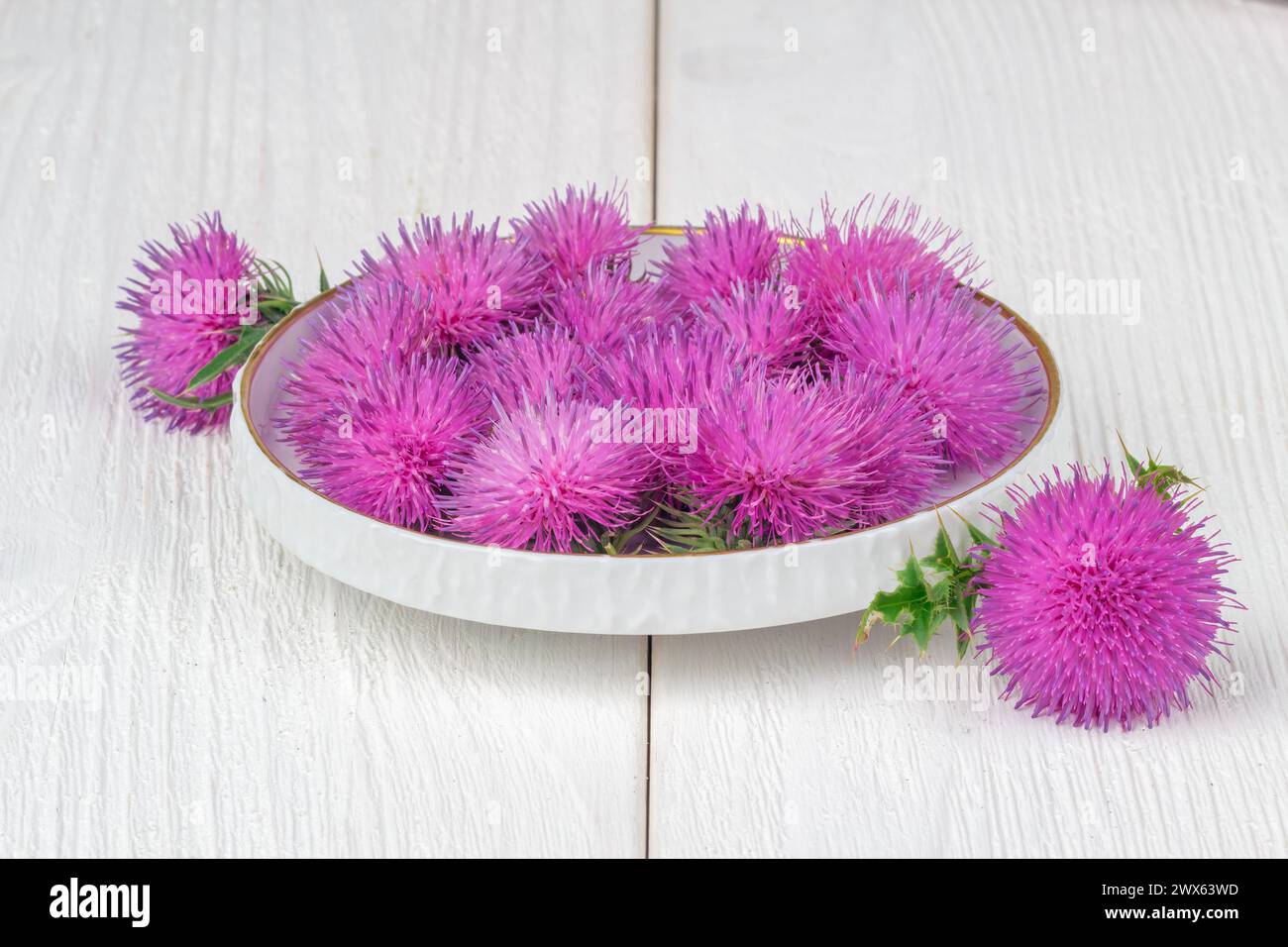 Silybum marianum (cardo) le erbe in un recipiente.Uno degli impieghi più comuni di cardo mariano è per trattare problemi di fegato.medicina alternativa concetto su Foto Stock