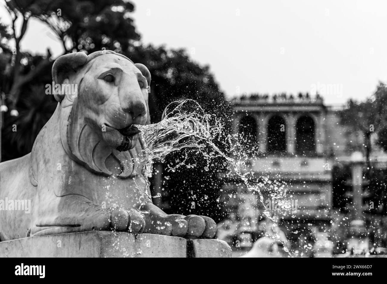 La fontana dei leoni in Piazza del popolo, con l'acqua che scorre aggraziatamente dalla bocca dei leoni. Roma, Italia. Fotografia in bianco e nero. Foto Stock
