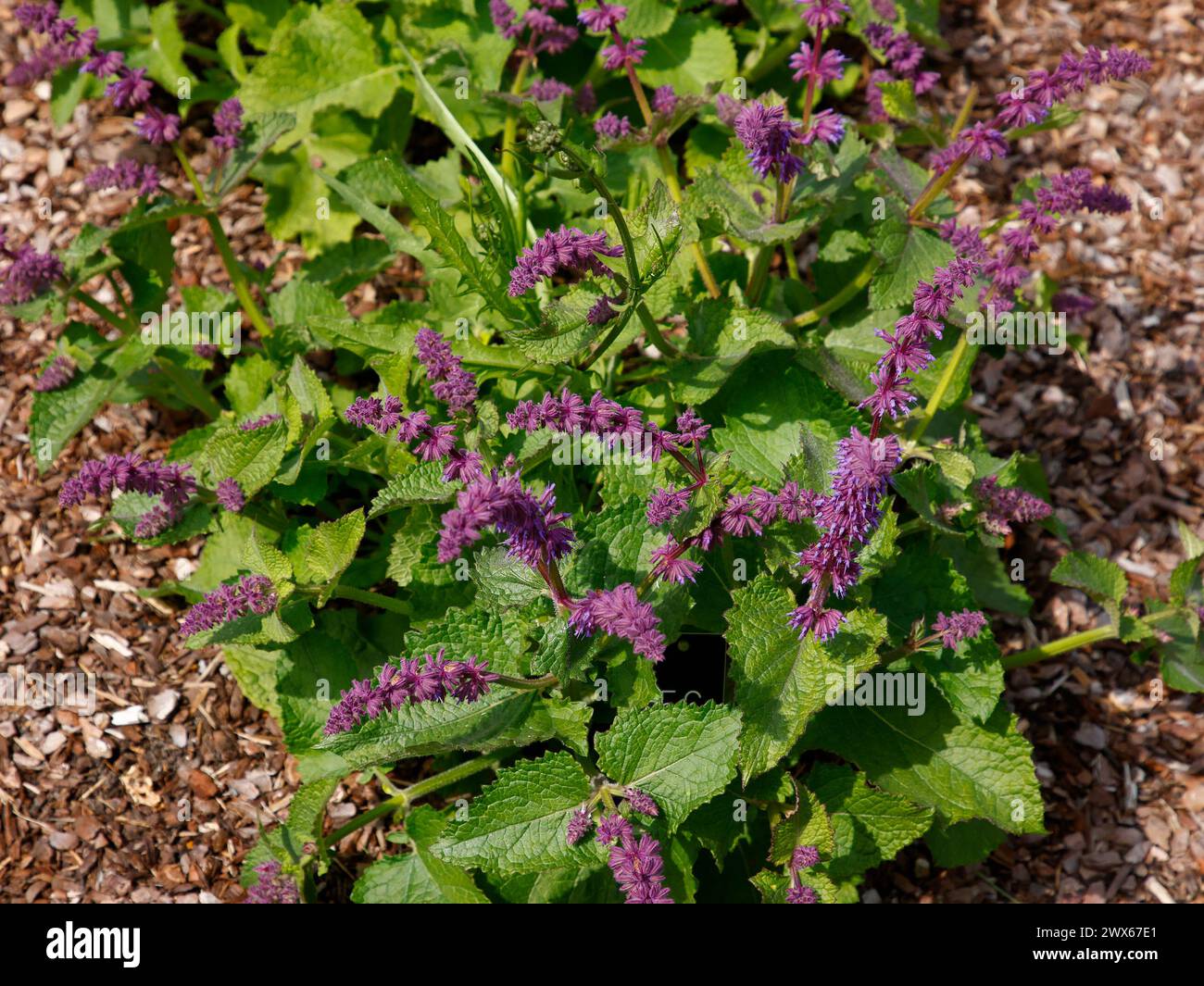Primo piano dei fiori blu lilla della salvia verticillata del giardino. Foto Stock