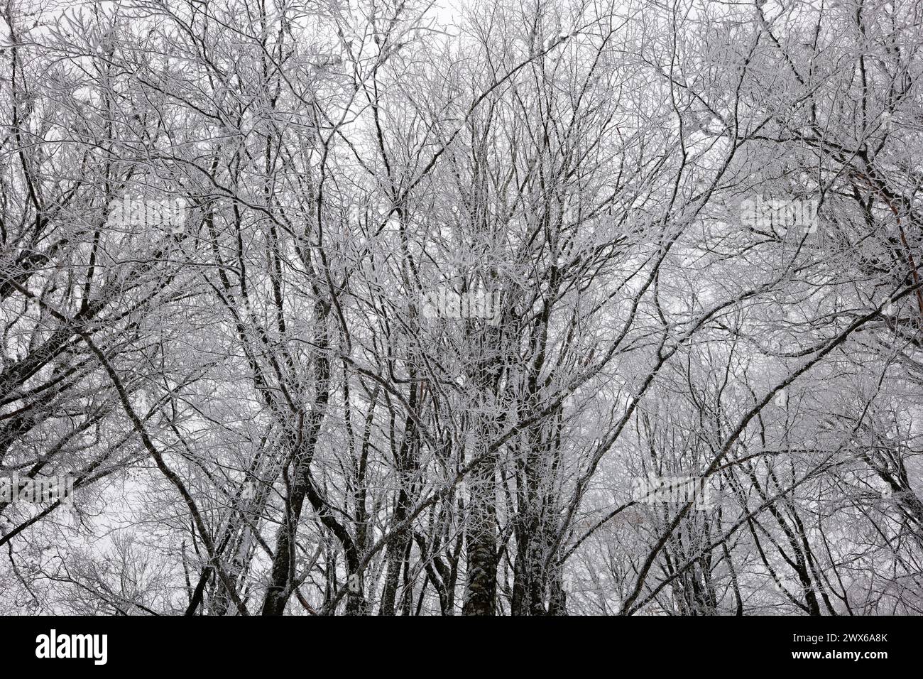 Vista degli alberi ghiacciati nella foresta. Foto Stock