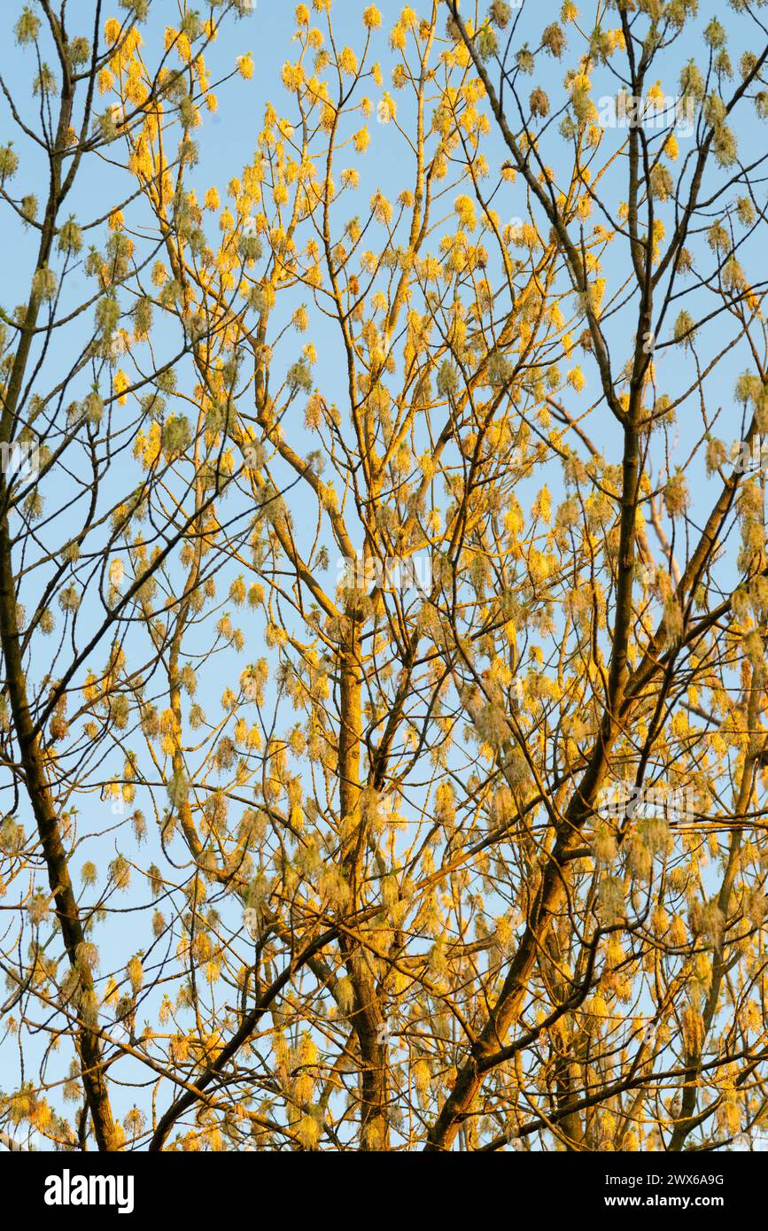 Italia, Lombardia, Box Elder, Acer Negundo, Fiori femminili in primavera Foto Stock