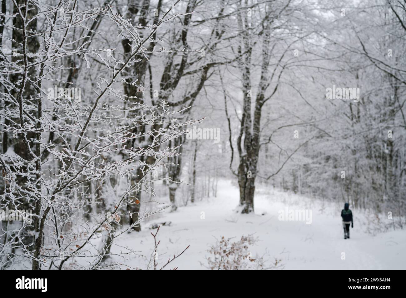 Escursionismo solitario nella foresta in un giorno d'inverno. Alberi congelati nella foresta. Foto Stock