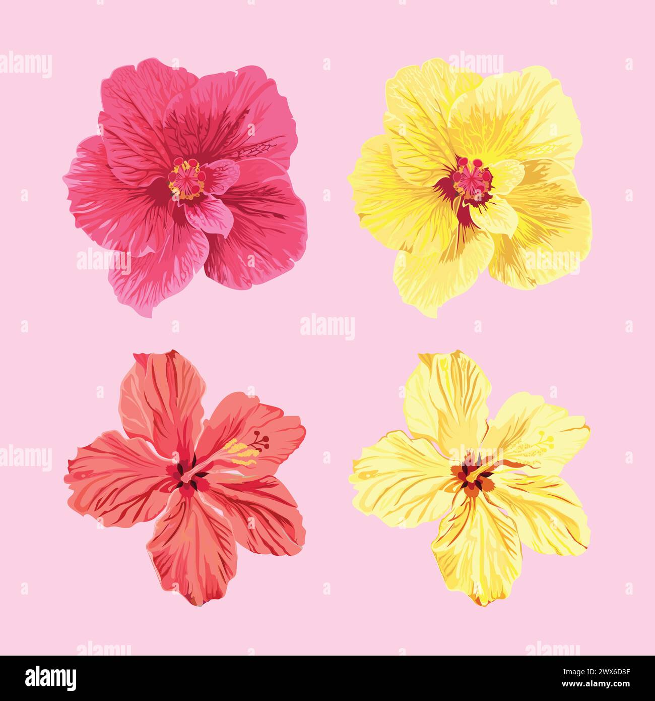 Set vettoriale di fiori giamaicani. Quattro diversi tipi di fiori giamaicani in rosa e giallo. Illustrazione Vettoriale