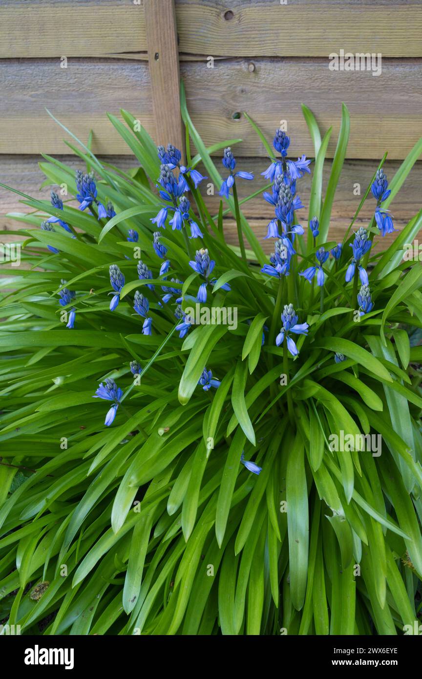 Gruppo di campane spagnole Hyacinthoides hispanica, originaria della Spagna, del Portogallo e del Nord Africa, che cresce nel giardino suburbano inglese del Regno Unito Foto Stock