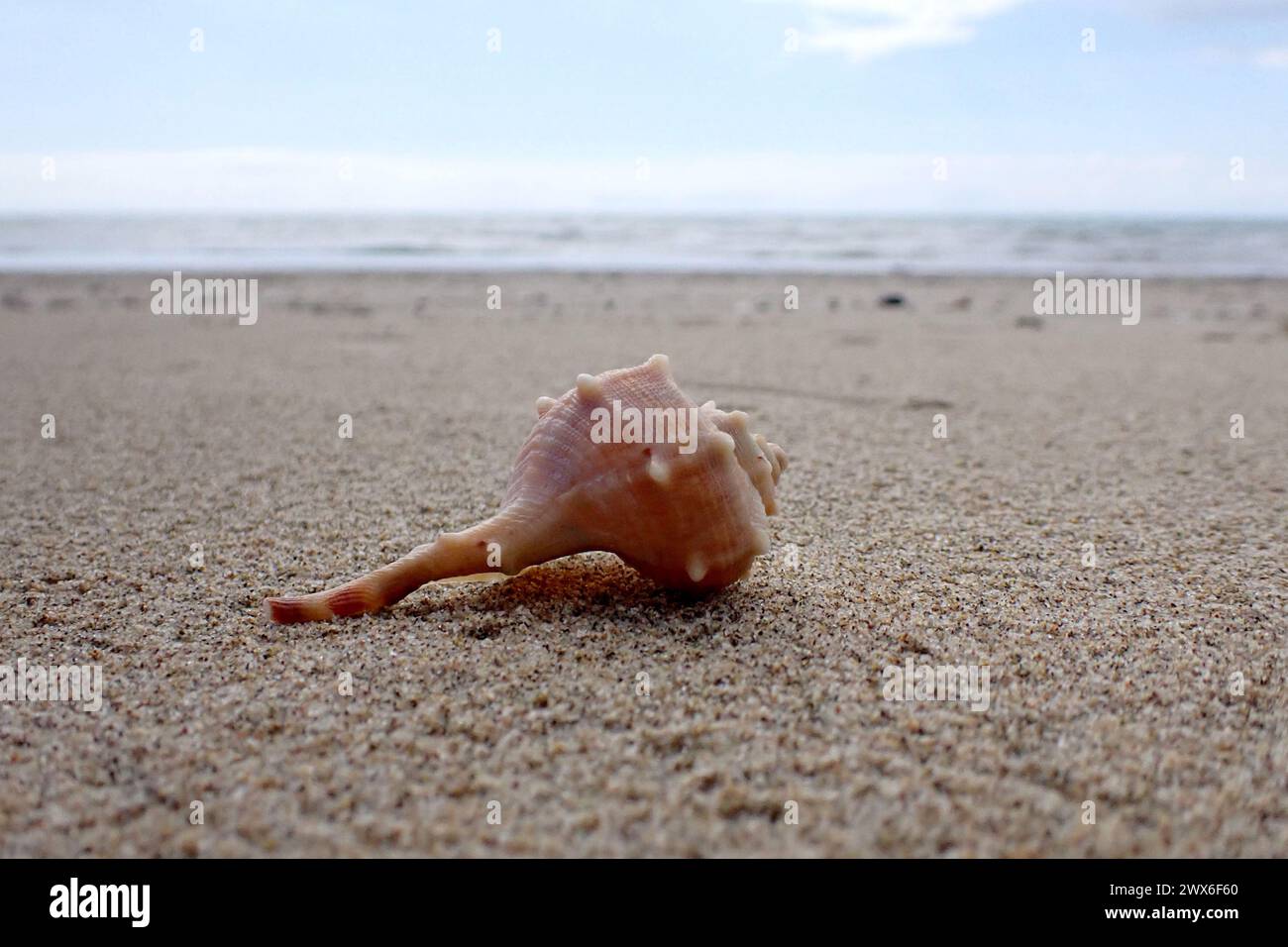 La vista macro "bolinus brandaris" di Spiny Muryx è un mollusco gasteropode appartenente alla famiglia dei muricidae, che si trova sulla spiaggia di Minturno. Foto Stock