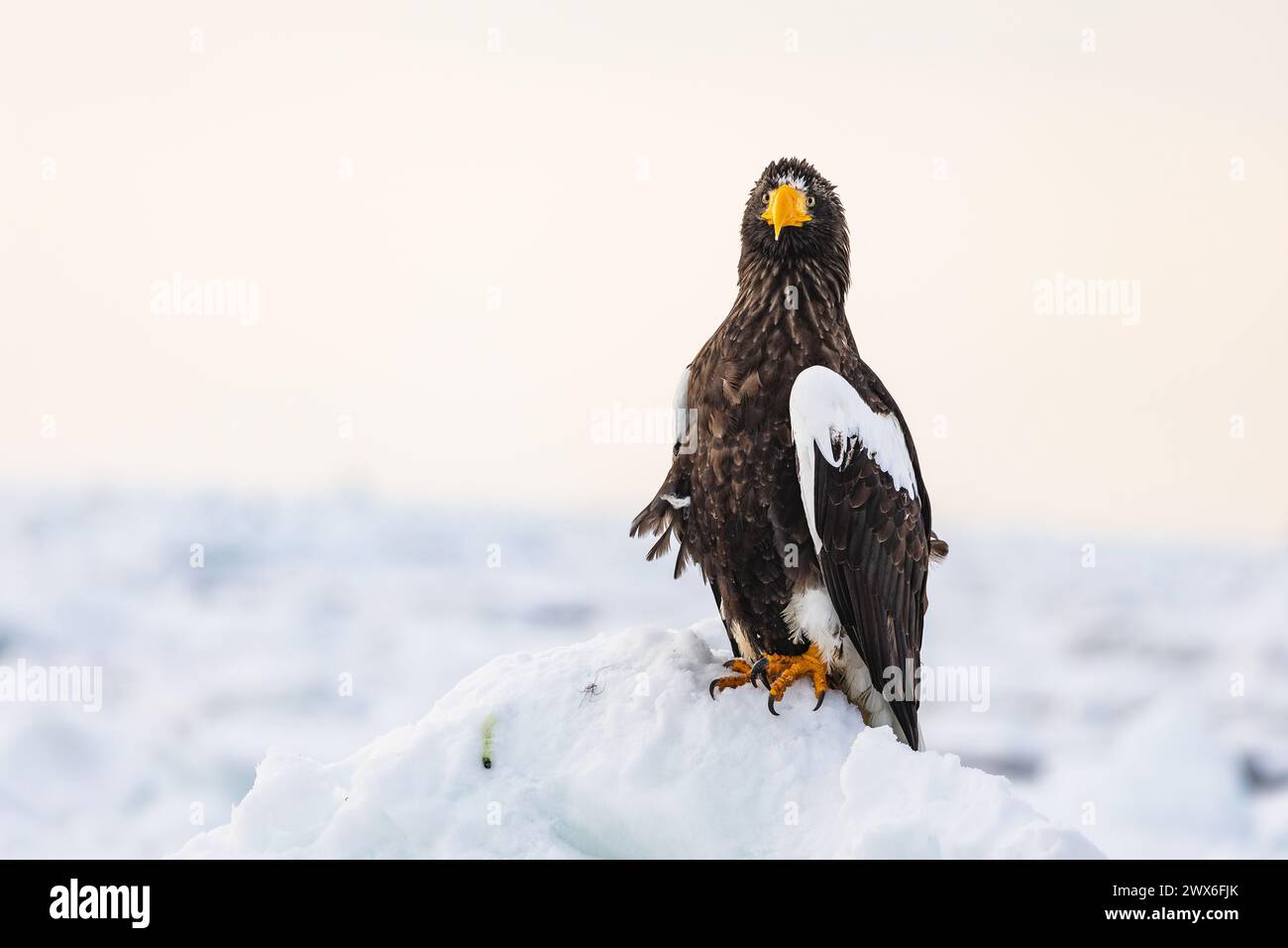 Aquila marina di Steller (Haliaeetus pelagicus), ghiaccio marino, Hokkaido (Giappone) Foto Stock