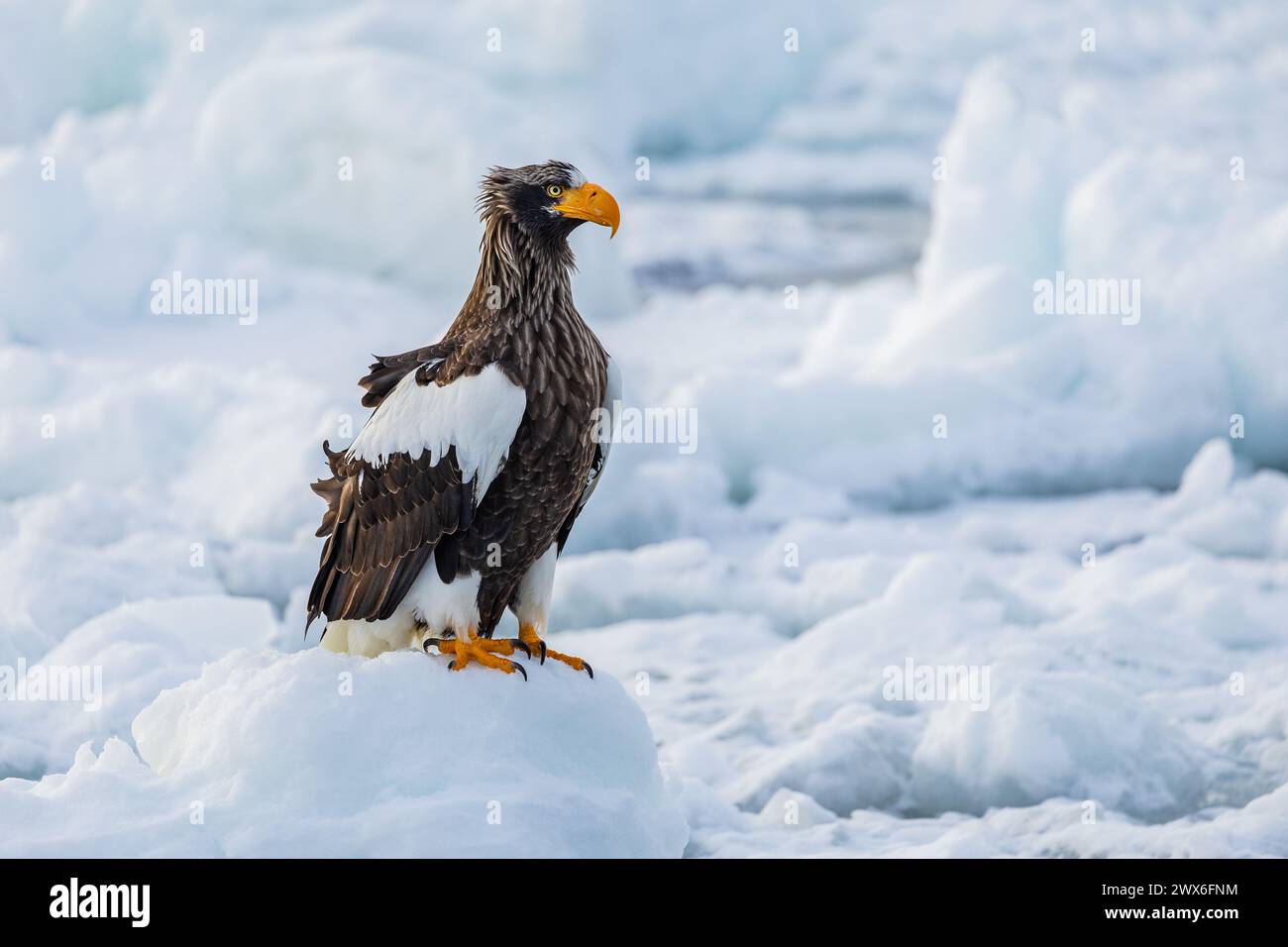 Aquila marina di Steller (Haliaeetus pelagicus), ghiaccio marino, Hokkaido (Giappone) Foto Stock