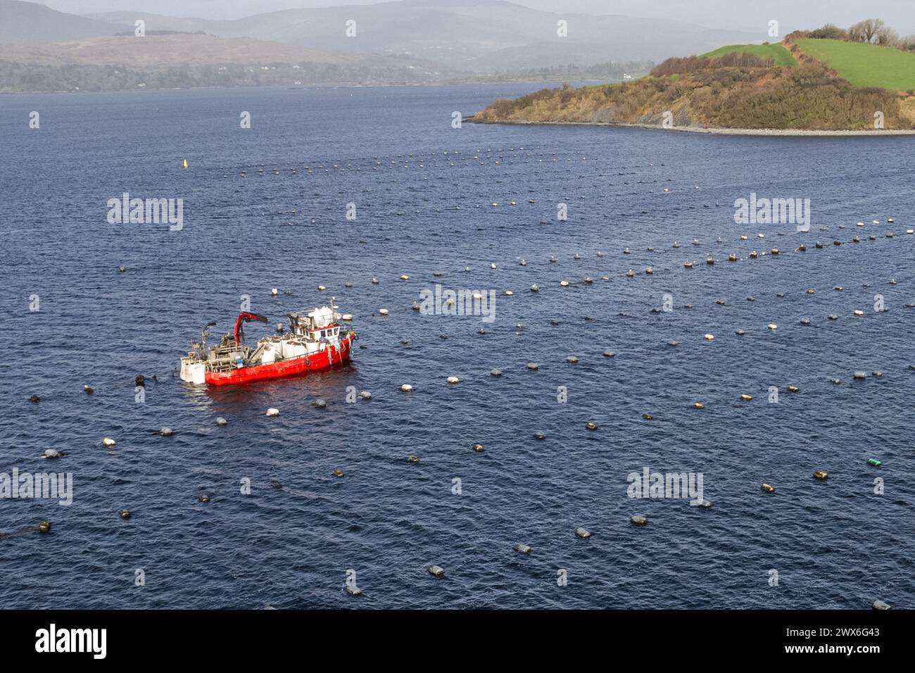 Barca da pesca con cozze a Bantry Bay, West Cork, Irlanda. Foto Stock