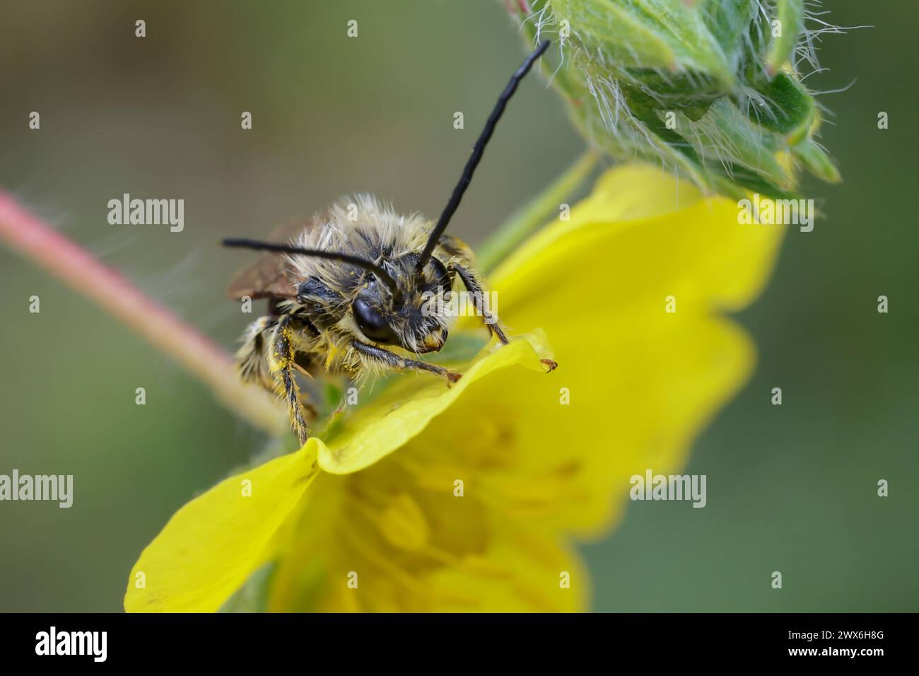 Langhornbiene, Langhorn-Biene, Männchen, Eucera spec., Eucera, Long-Horned Bee, maschio, albanese, Albania Foto Stock
