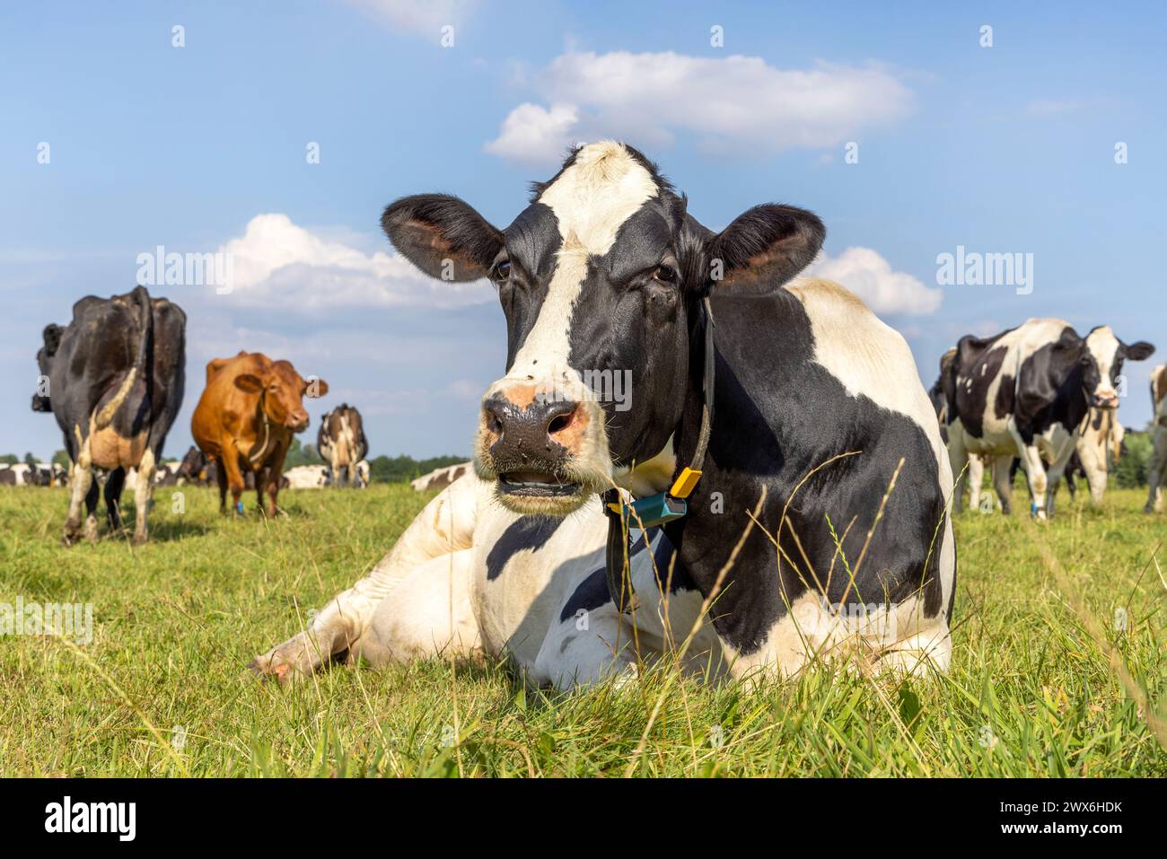 Una mucca sdraiata, che mostra i denti mentre masticano, allungata al pascolo, rilassata e felice, in Olanda Foto Stock