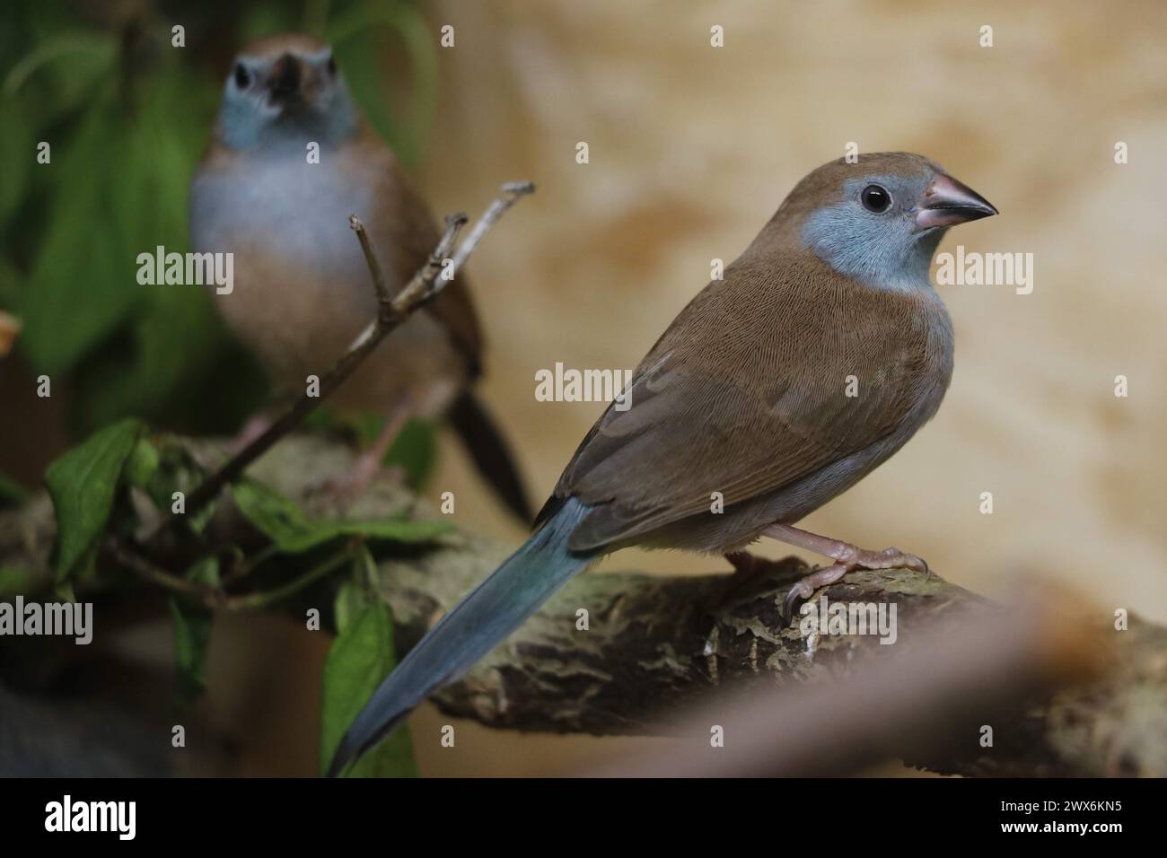 giovane femmina cordone bleu dalle guance rosse uccello finch Foto Stock