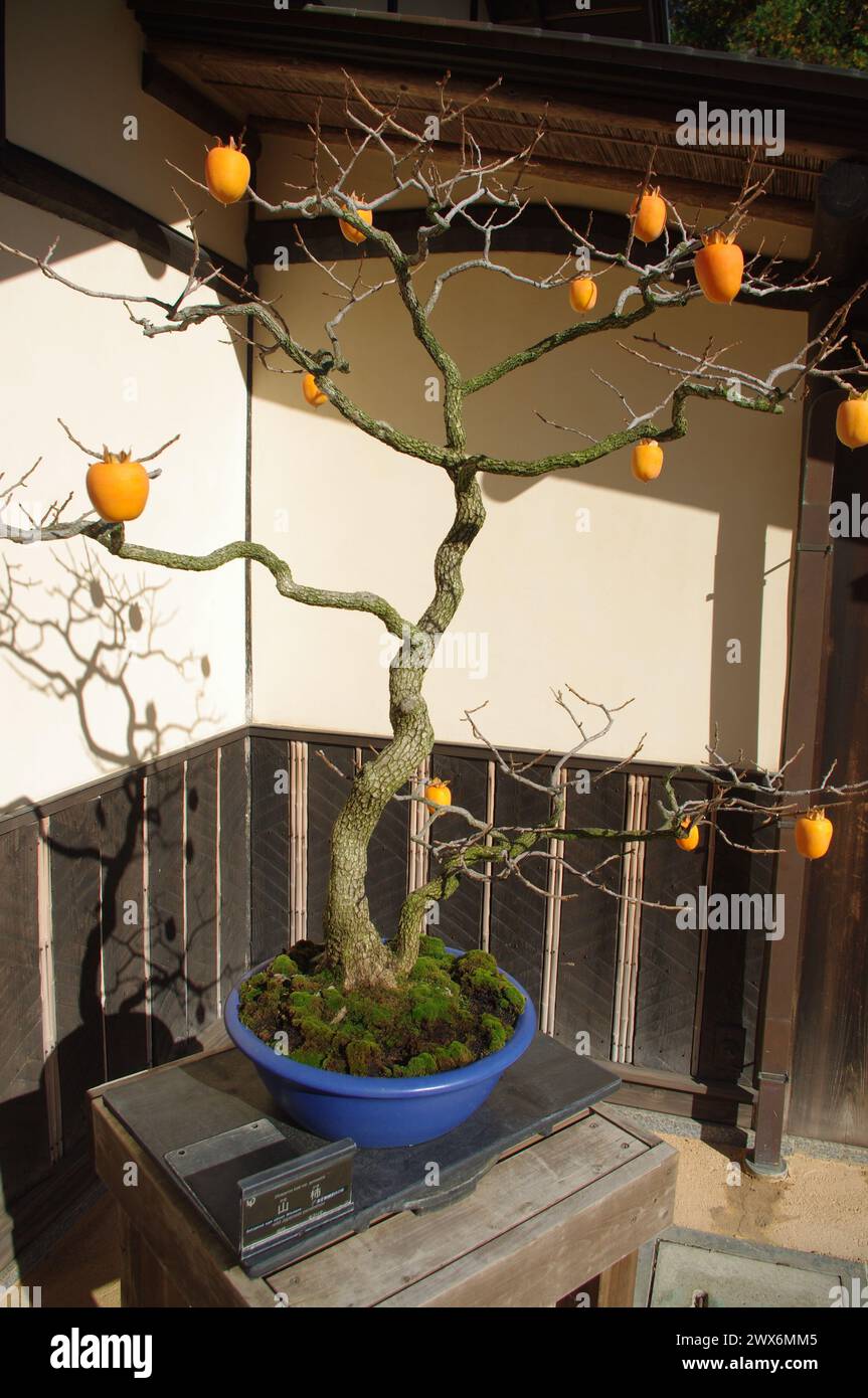 Bonsai Tree in autunno a Tokyo, Giappone Foto Stock