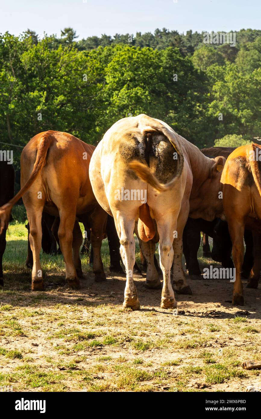 L'estremità posteriore di un toro nella campagna del Sussex Foto Stock