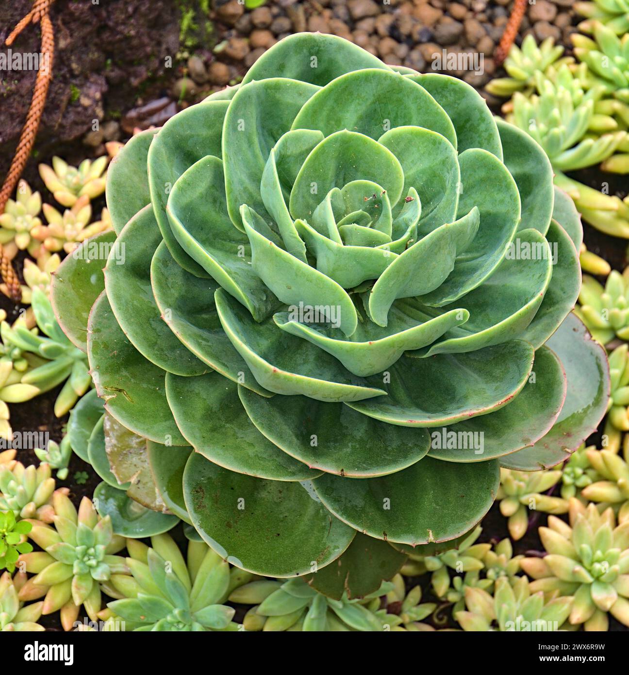 Fiori e piante succulenti di Madeiraf Foto Stock