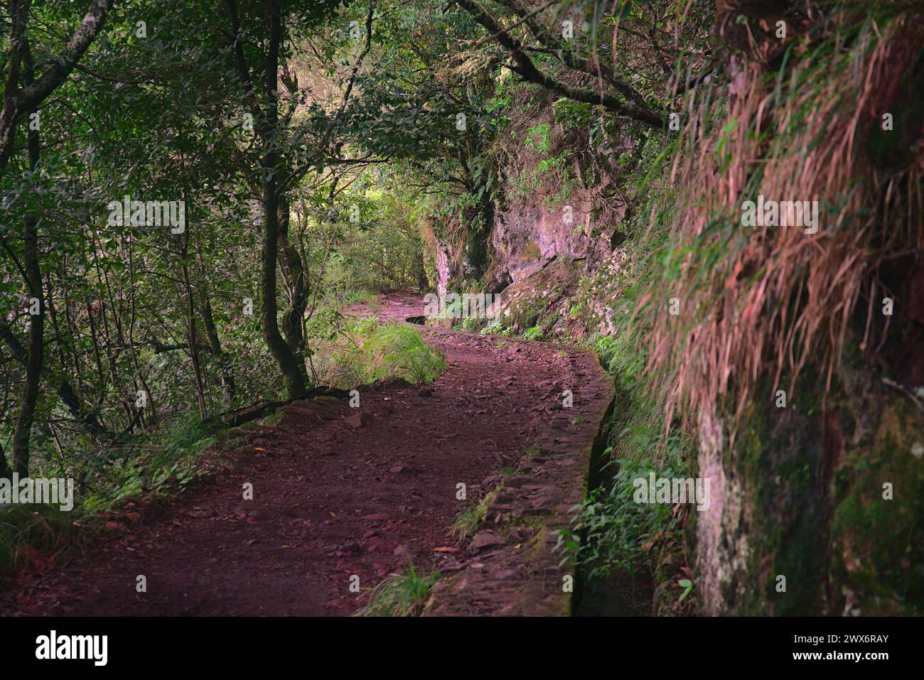 I sentieri della foresta di Madeira Foto Stock