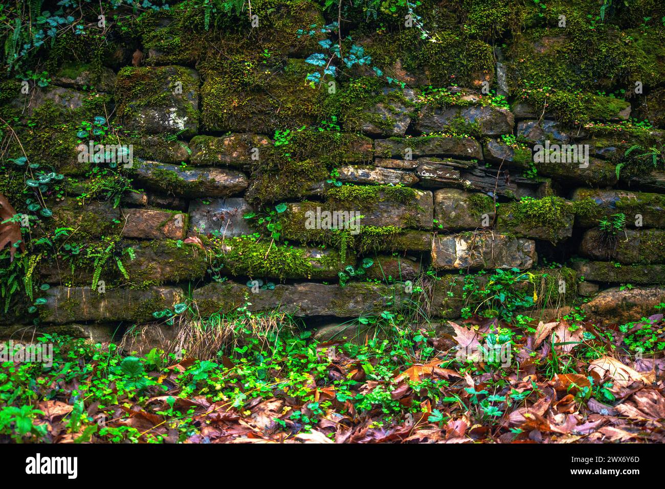 Una parete verde adornata di foglie delinea la strada piovosa, creando una scena rinfrescante e serena dell'abbraccio della natura lungo il sentiero bagnato. Foto Stock