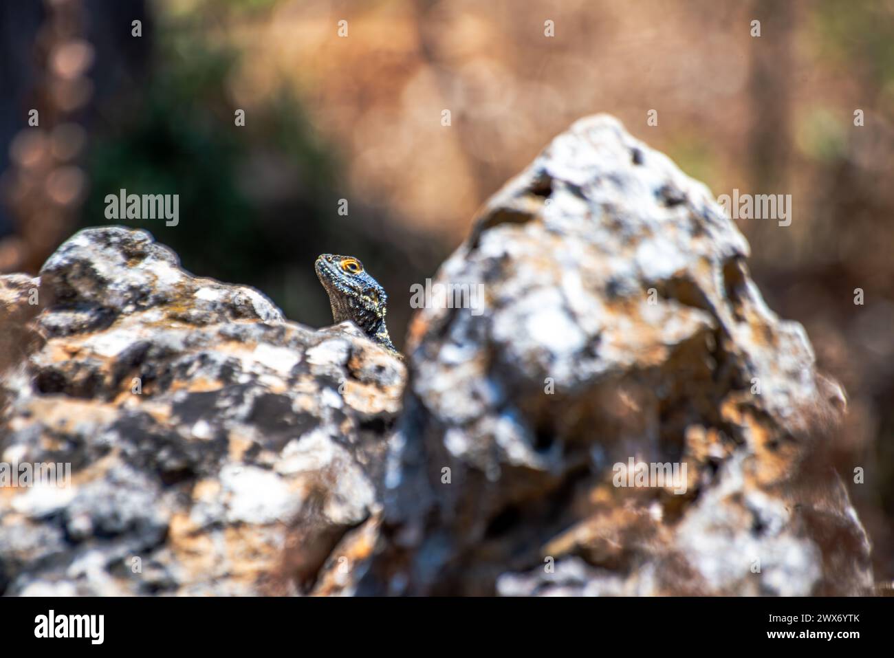 Una specie di Stallagama stellia si crogiola su una roccia illuminata dal sole, mostrando i suoi colori vivaci e il mimetismo naturale sul terreno roccioso. Foto Stock