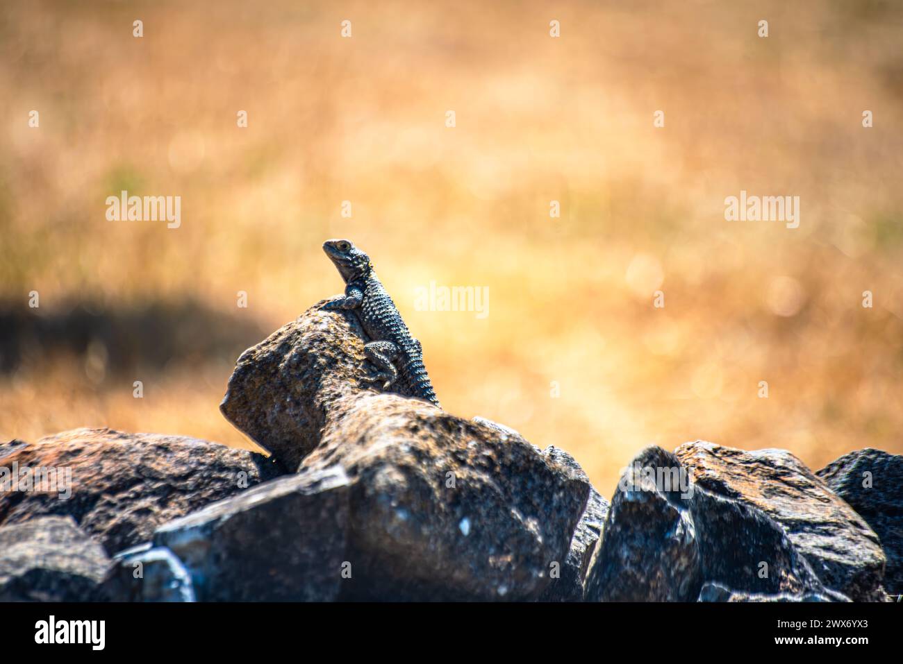 Un momento di luce solare cattura una lucertola (Stellagama stellia) graziosamente arroccata su una roccia, mostrando le sue scaglie testurizzate in un habitat naturale. Foto Stock