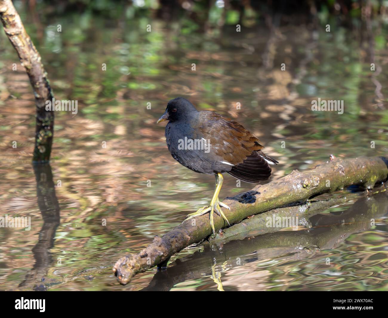 Moorhen in piedi su un bastone in un lago Foto Stock