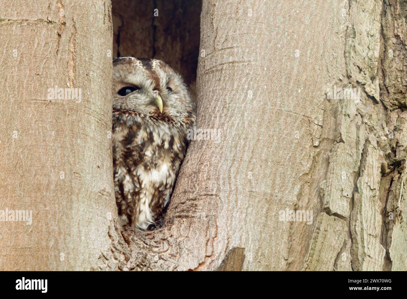Gufo Tawny ( Strix aluco ) in buco naturale, guardando verso il cielo per la sicurezza, la fauna selvatica, l'Europa. Foto Stock