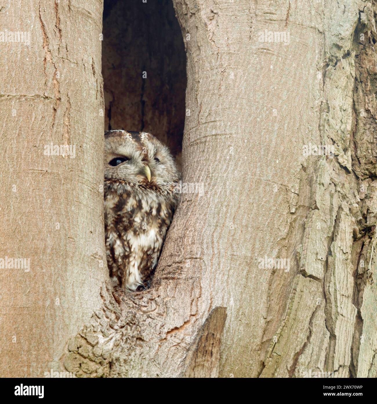 Gufo Tawny ( Strix aluco ) in buco naturale, guardando verso il cielo per la sicurezza, la fauna selvatica, l'Europa. Foto Stock