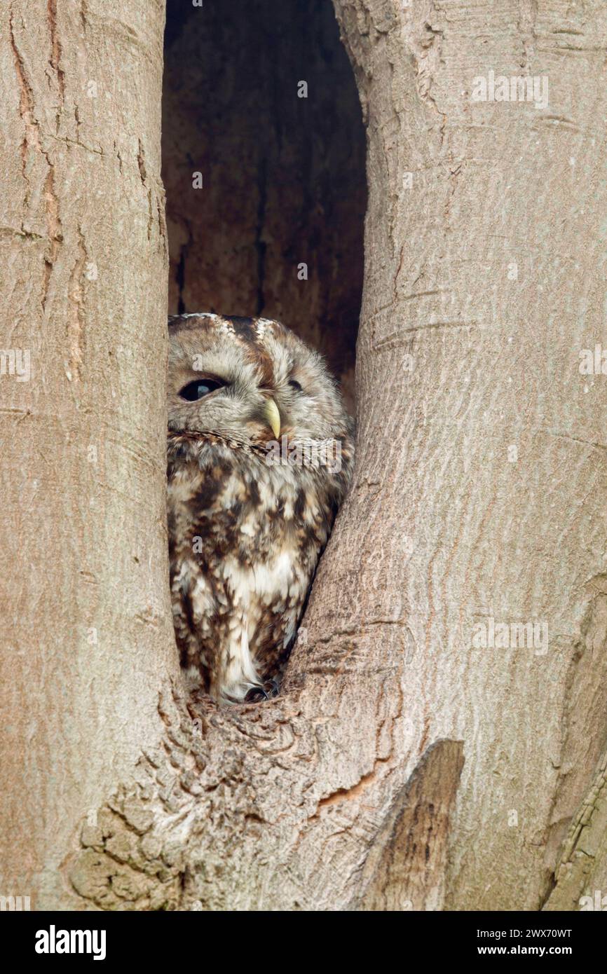 Gufo Tawny ( Strix aluco ) in buco naturale, guardando verso il cielo per la sicurezza, la fauna selvatica, l'Europa. Foto Stock