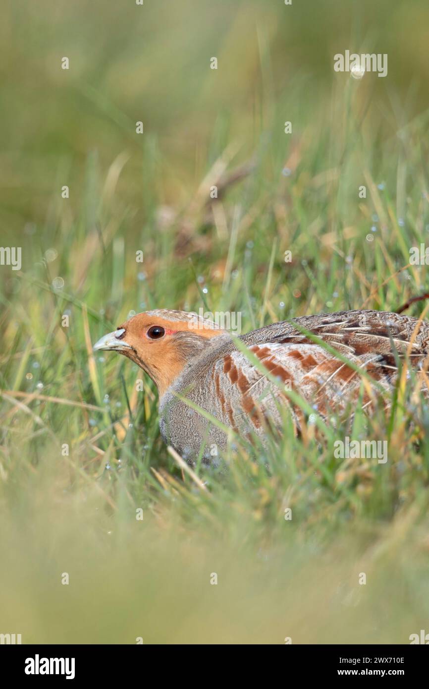 Il Partridge grigio ( Perdix perdix ), seduto, nascosto in un prato, raro uccello di campi aperti e terreni agricoli, minaccia l'agricoltura intensiva, la fauna selvatica europea. Foto Stock