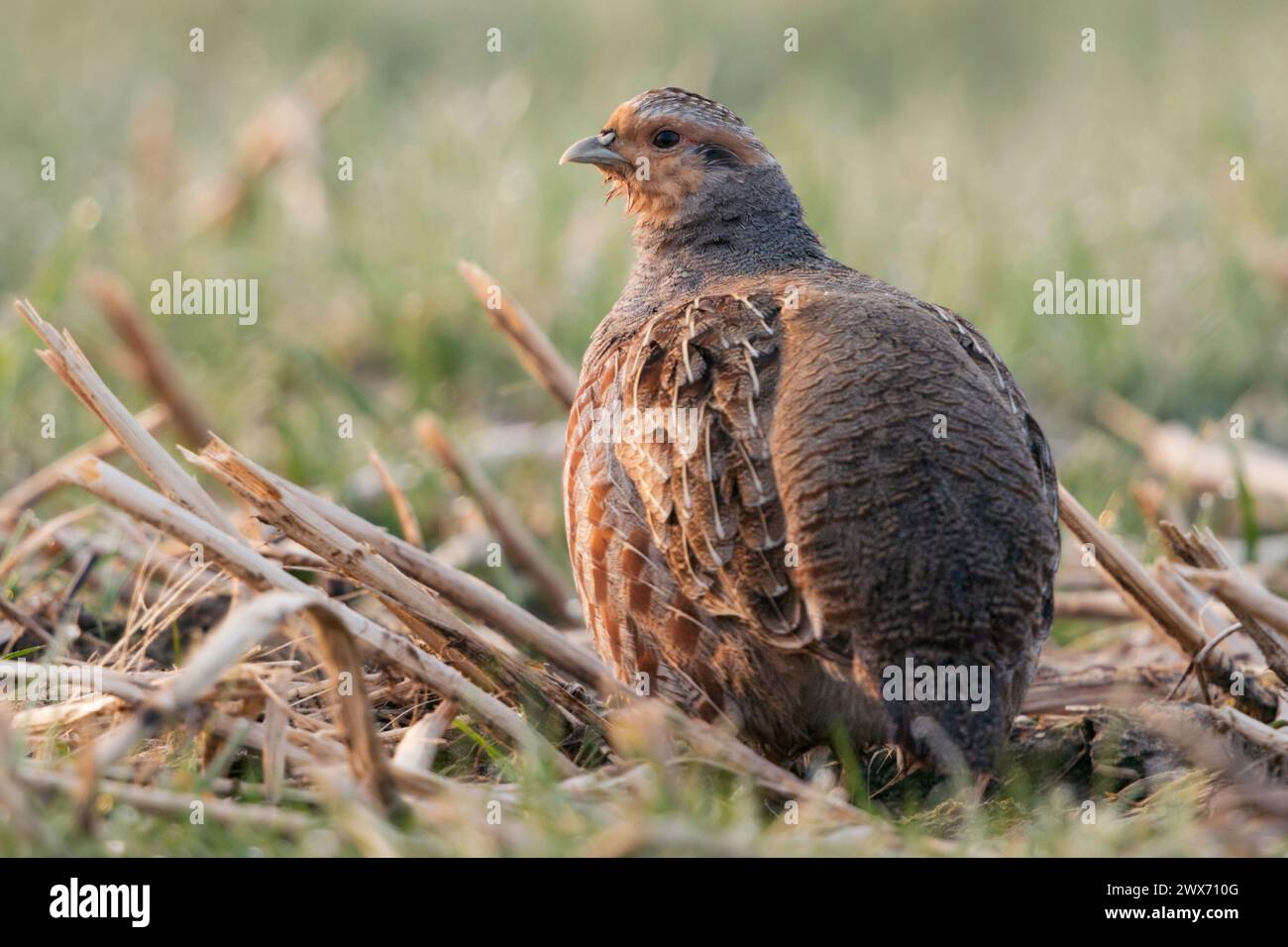 Grey Partridge ( Perdix perdix ), maschio adulto alla luce del mattino presto, seduto su terreni agricoli, comportamento segreto tipico, vista sul retro, fauna selvatica, Europa Foto Stock