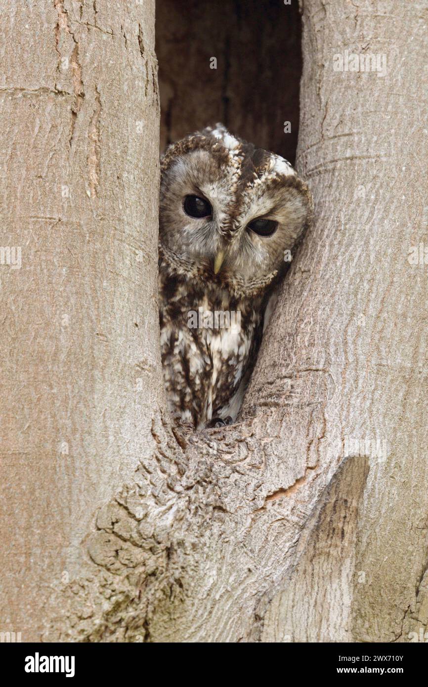 Gufo Tawny ( Strix aluco ) che guarda fuori dalla sua cavità naturale degli alberi, dal lato della riproduzione, dalla fauna selvatica, dall'Europa. Foto Stock