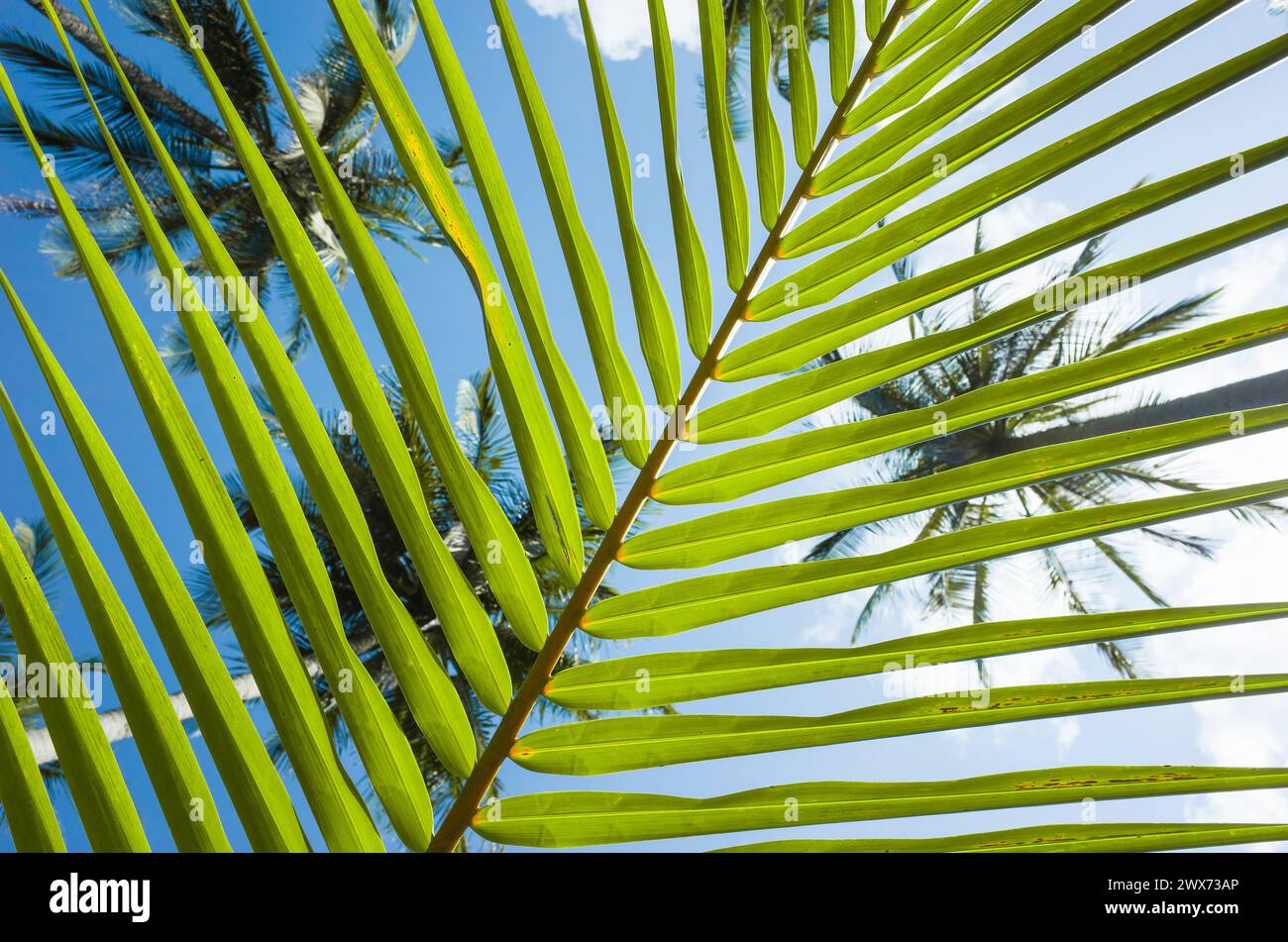Sfondo a righe di foglie di palma, linee naturali verdi tropicali, vista dal basso verso l'alto attraverso strisce di foglie di palma sul cielo blu e sommità di palme da cocco Foto Stock