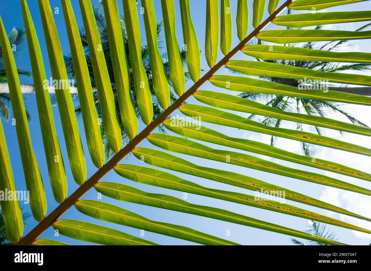 Sfondo a righe di foglie di palma, linee verdi tropicali naturali da vicino, vista dal basso verso l'alto attraverso strisce di foglie di palma sul cielo blu e sommità di palme da cocco Foto Stock