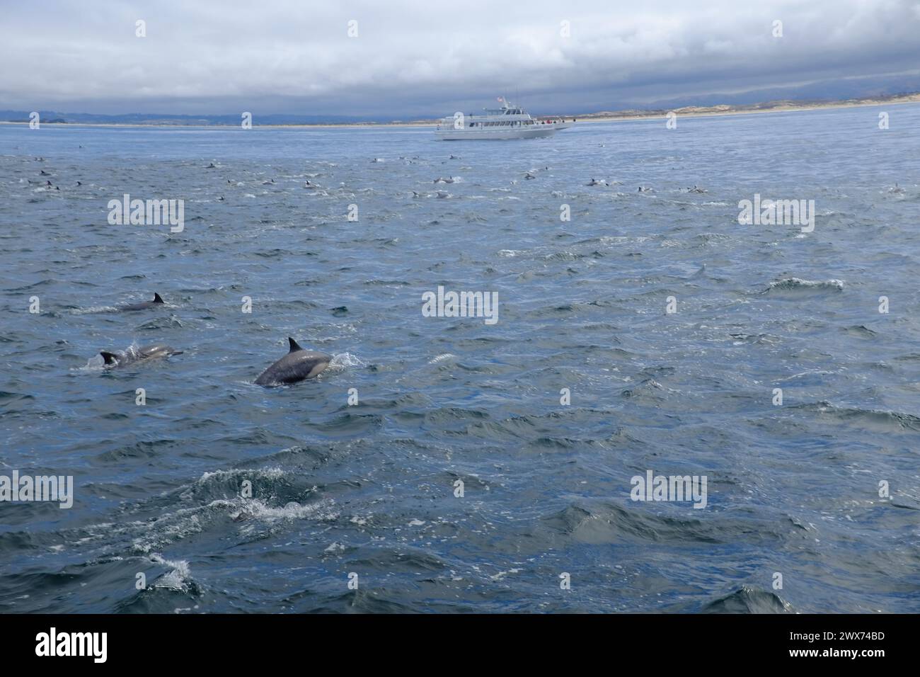 Una gita in barca vicino a Monterey, CALIFORNIA - avvistamento di balene e delfini Foto Stock