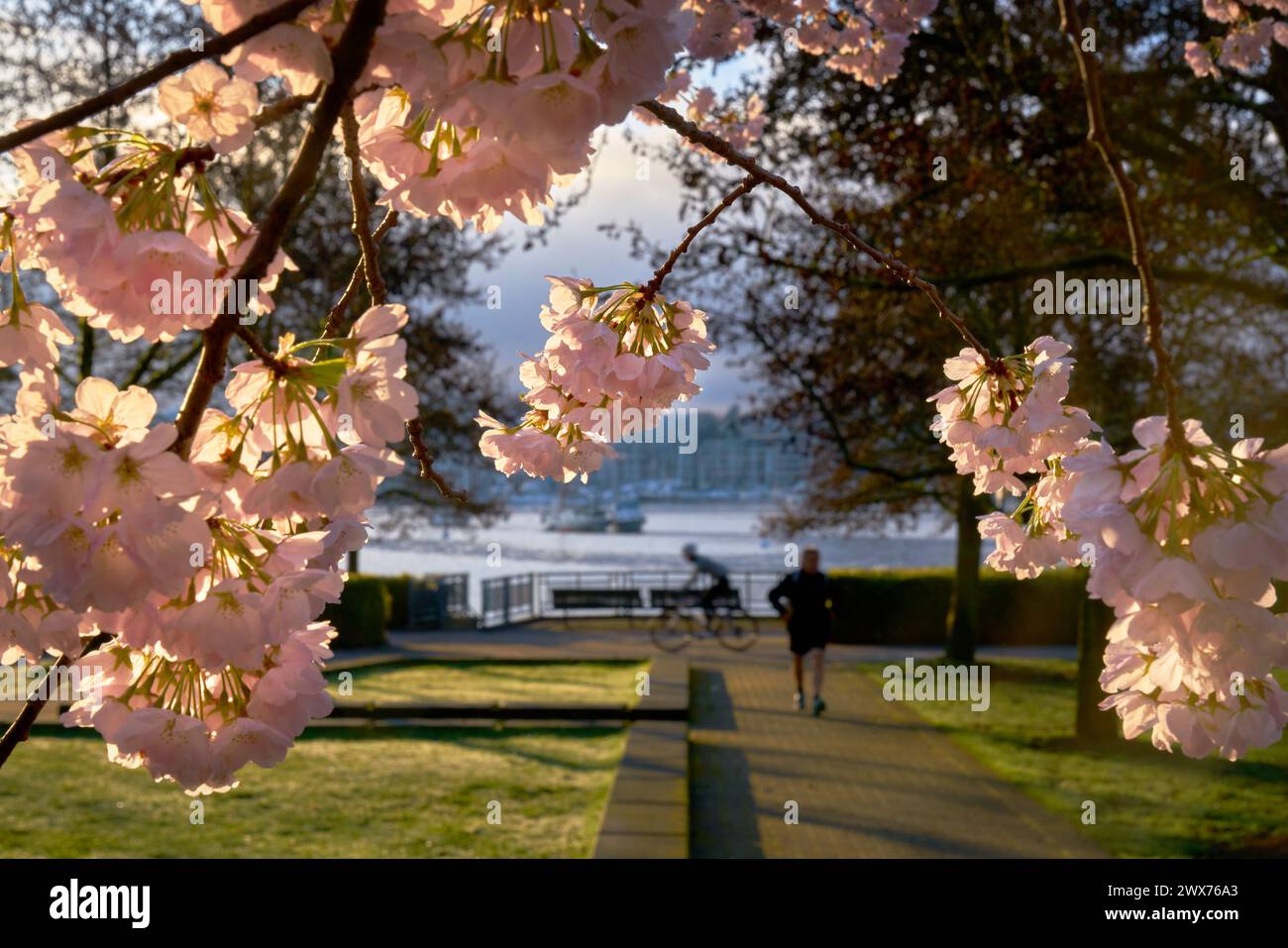 David Lam Park Cherry Blossoms Vancouver. I ciliegi fioriscono all'alba nel David Lam Park, Vancouver. False Creek sullo sfondo. Foto Stock