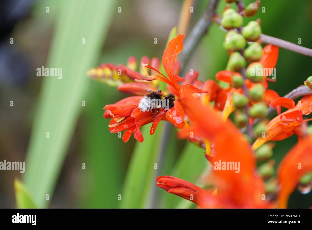 Api che impollinano fiori selvatici, margherite e papaveri Foto Stock