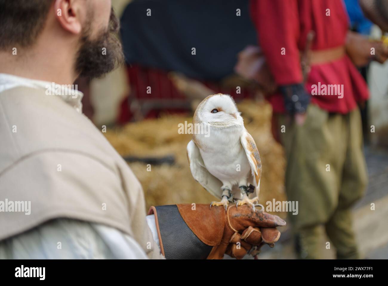 Mostra di falconeria al festival con vari rapaci Taggia, regione Liguria, Italia Foto Stock