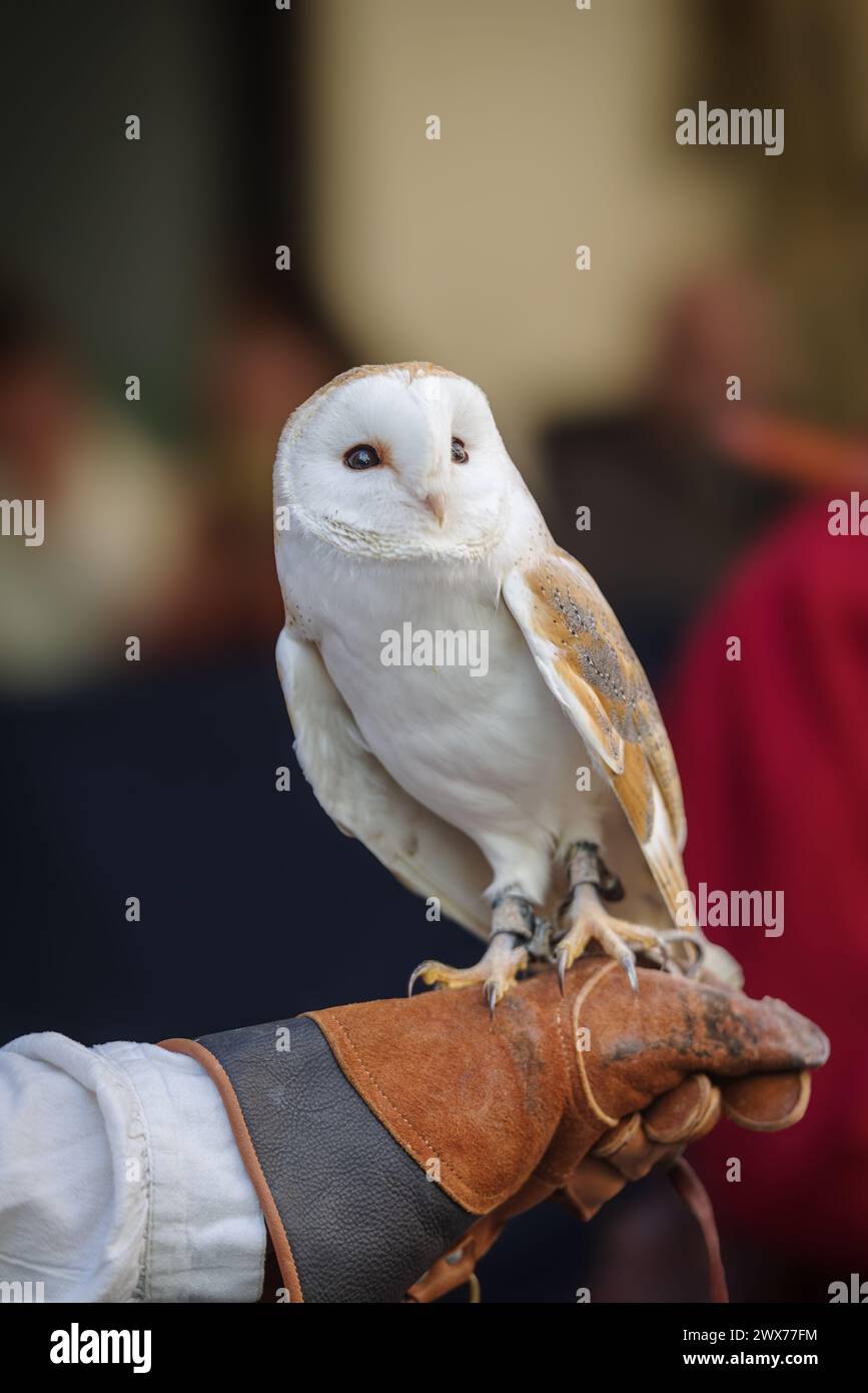 Barbagianni su un falconer guanto Foto Stock