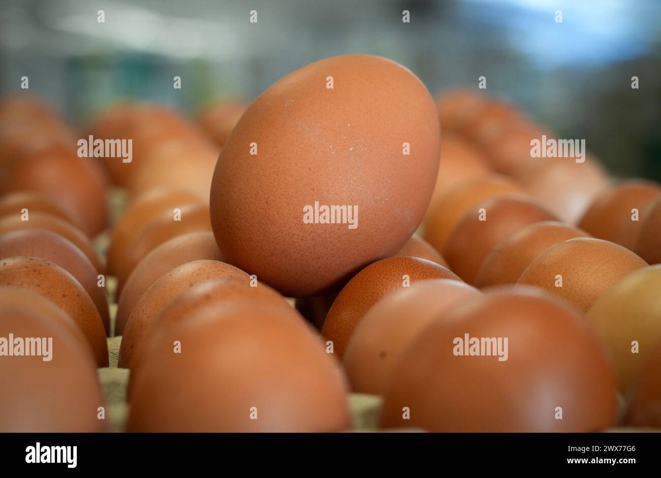 Wustermark, Germania. 27 marzo 2024. Le uova marroni non stampigliate si trovano nella sala di imballaggio durante la visita del ministro dell'Agricoltura del Brandeburgo Vogel alla Wustermarker Bio-ei GmbH. Le galline dell'azienda agricola sono tenute in serre mobili che possono essere trascinate nella posizione successiva da un trattore. Ciò significa che i polli sono sempre dove l'erba è ancora rigogliosa e il suolo è sano. Credito: Soeren Stache/dpa/Alamy Live News Foto Stock