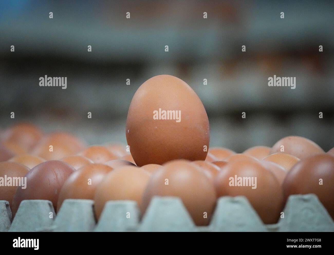 Wustermark, Germania. 27 marzo 2024. Le uova marroni non stampigliate si trovano nella sala di imballaggio durante la visita del ministro dell'Agricoltura del Brandeburgo Vogel alla Wustermarker Bio-ei GmbH. Le galline dell'azienda agricola sono tenute in serre mobili che possono essere trascinate nella posizione successiva da un trattore. Ciò significa che i polli sono sempre dove l'erba è ancora rigogliosa e il suolo è sano. Credito: Soeren Stache/dpa/Alamy Live News Foto Stock