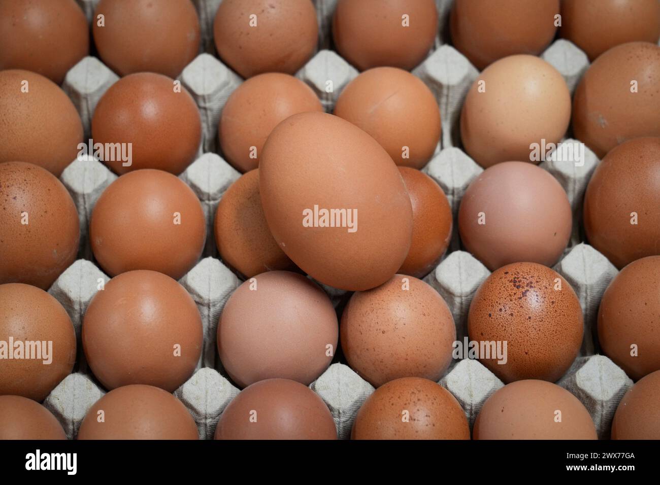 Wustermark, Germania. 27 marzo 2024. Le uova marroni non stampigliate si trovano nella sala di imballaggio durante la visita del ministro dell'Agricoltura del Brandeburgo Vogel alla Wustermarker Bio-ei GmbH. Le galline dell'azienda agricola sono tenute in serre mobili che possono essere trascinate nella posizione successiva da un trattore. Ciò significa che i polli sono sempre dove l'erba è ancora rigogliosa e il suolo è sano. Credito: Soeren Stache/dpa/Alamy Live News Foto Stock