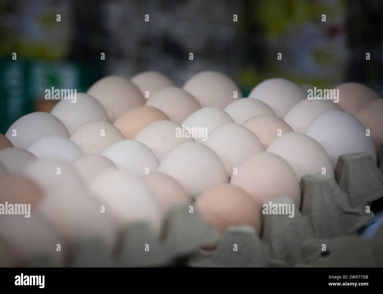Wustermark, Germania. 27 marzo 2024. Le uova bianche non stampigliate si trovano nella sala di imballaggio durante la visita del ministro dell'Agricoltura del Brandeburgo Vogel alla Wustermarker Bio-ei GmbH. Le galline dell'azienda agricola sono tenute in serre mobili che possono essere trascinate nella posizione successiva da un trattore. Ciò significa che i polli sono sempre dove l'erba è ancora rigogliosa e il suolo è sano. Credito: Soeren Stache/dpa/Alamy Live News Foto Stock