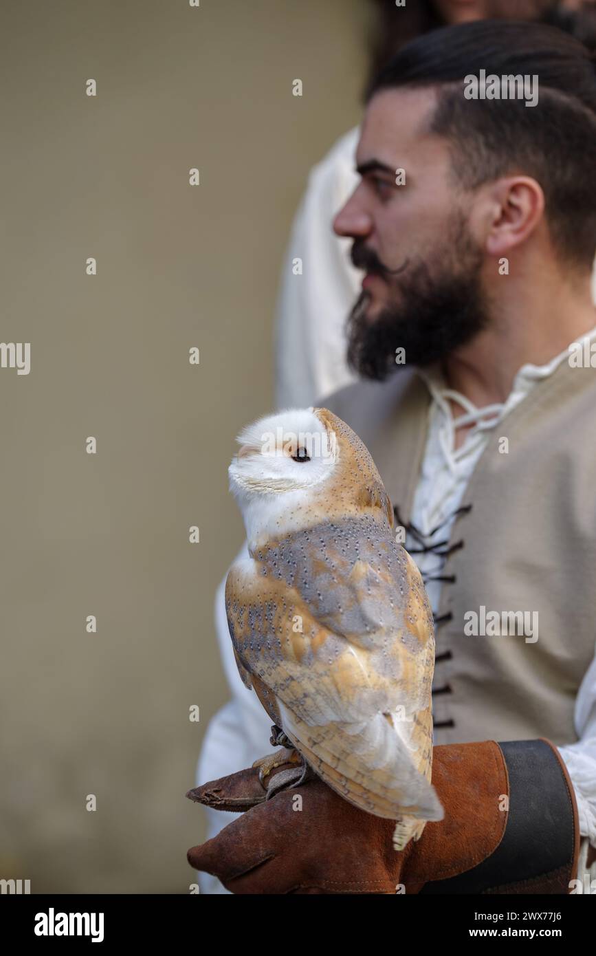 Mostra di falconeria al festival con vari rapaci Taggia, regione Liguria, Italia Foto Stock