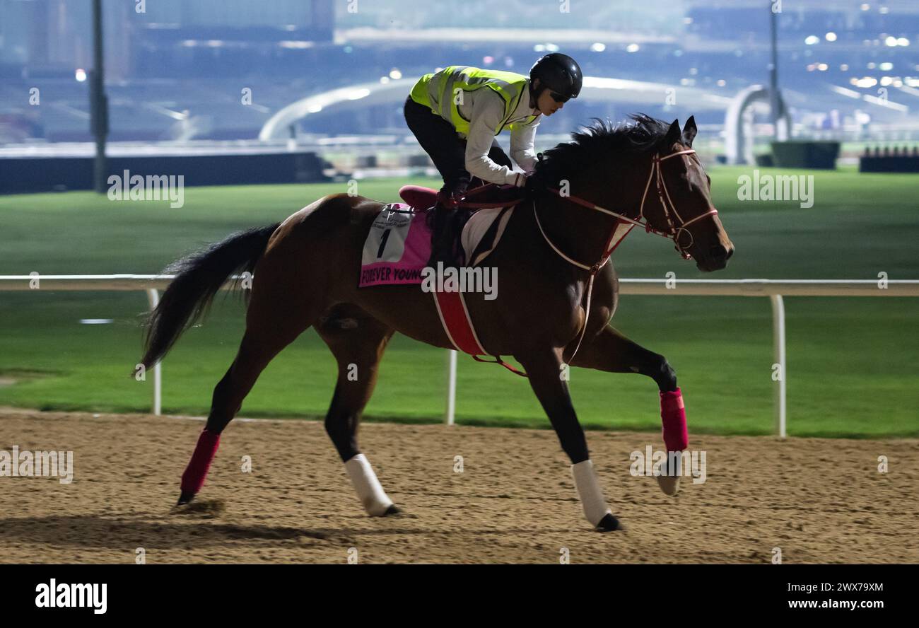 Meydan Racecourse, Dubai, Emirati Arabi Uniti, giovedì 28 marzo 2024; UAE Derby Contender Forever Young esamina la scena dopo aver preso parte al tracciato dell'Ippodromo di Meydan, in vista della riunione della Coppa del mondo di Dubai, sabato 30 marzo 2024. Crediti JTW equine Images / Alamy Live News Foto Stock