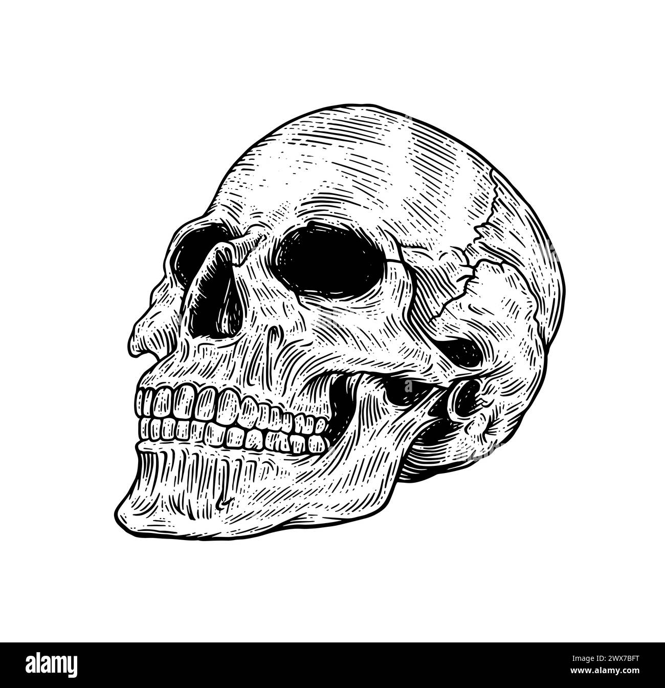 Cranio umano vettoriale con mandibola inferiore in stile incisione vintage. Isolamento delle illustrazioni in stile retrò disegnate a mano su sfondo bianco. Illustrazione Vettoriale