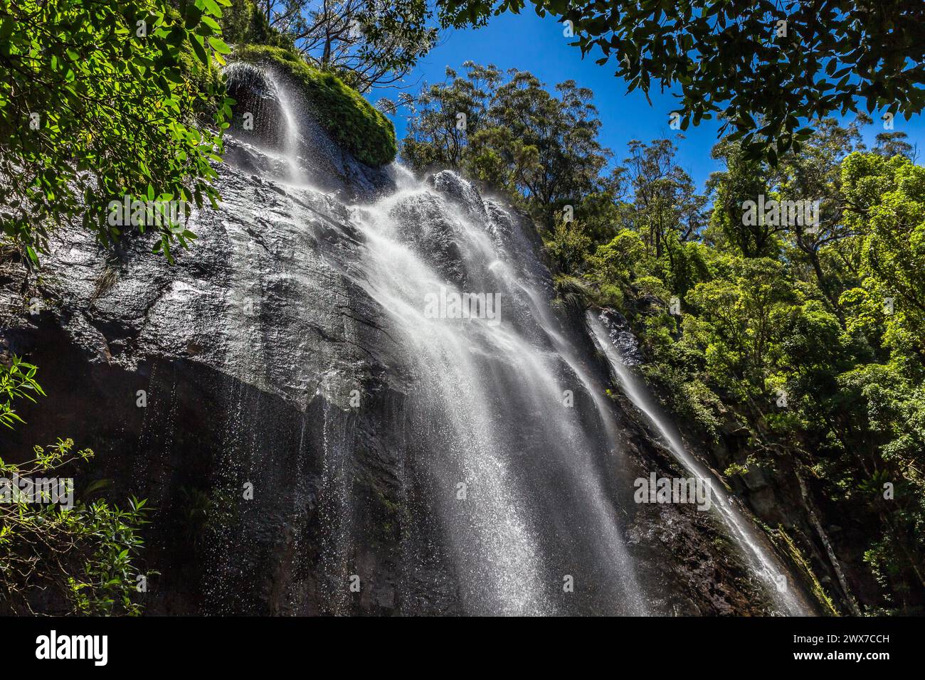 Blackfellow Falls a Rush Creek a Binna Burra sezione del Lamington National Park, Queensland, Australia. Foto Stock